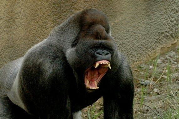male silverback weight
